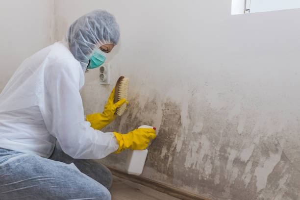 Professional Mold Removal in Stowell, TX